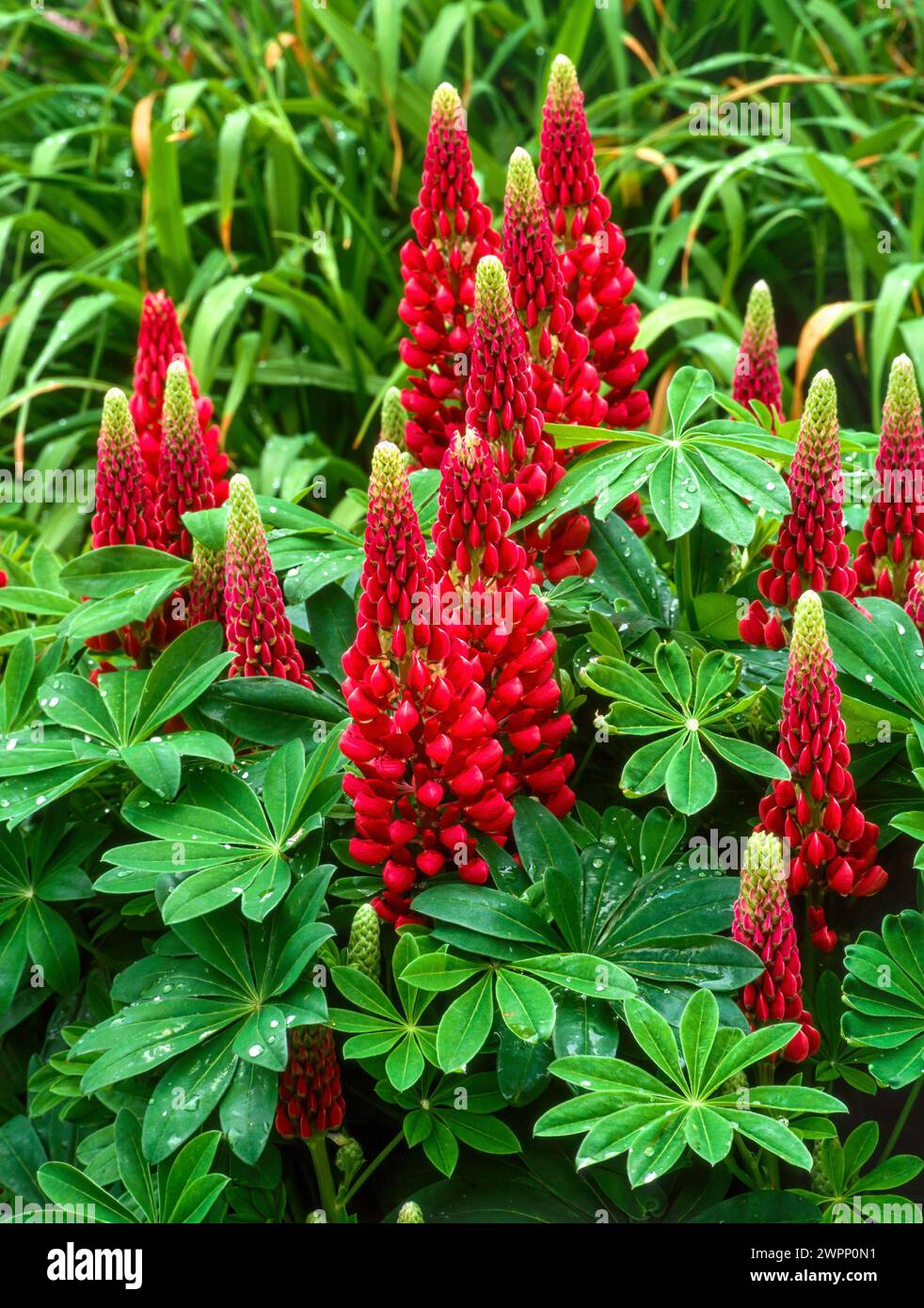 6 Piante Di Lupino 'My Castle' – Vaso 9cm, Fiori Rosso-Rosa, Perenni Per Giardino, Fioritura Giugno-Luglio