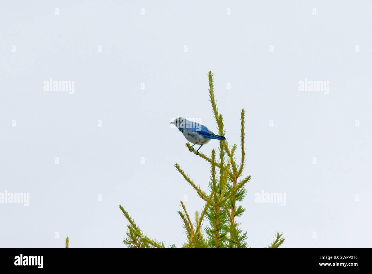 Western Mountain Bluebird Sialia currucoides perched in Larch trees Alpine Lakes Wilderness in Washington State Stock Photo