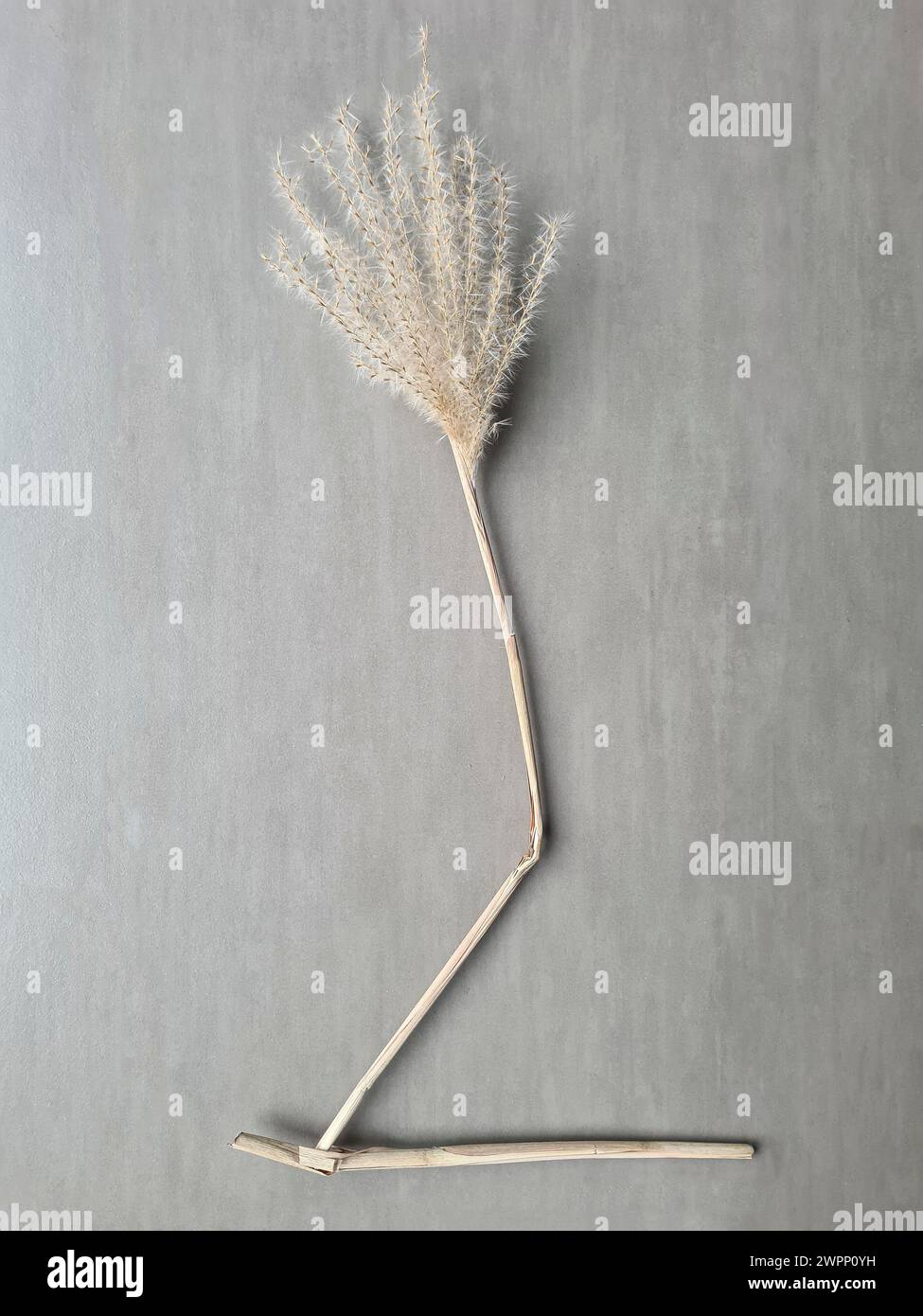 Dried pampas grass with bent stem against a light gray background Stock Photo