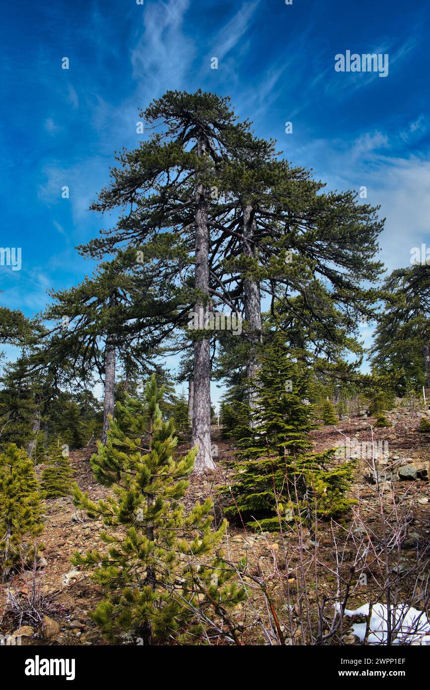 Monumental  black pines (Pinus nigra ssp. Pallasiana), endemic to the  highest altitudes of the Troodos Mountains, Cyprus Stock Photo