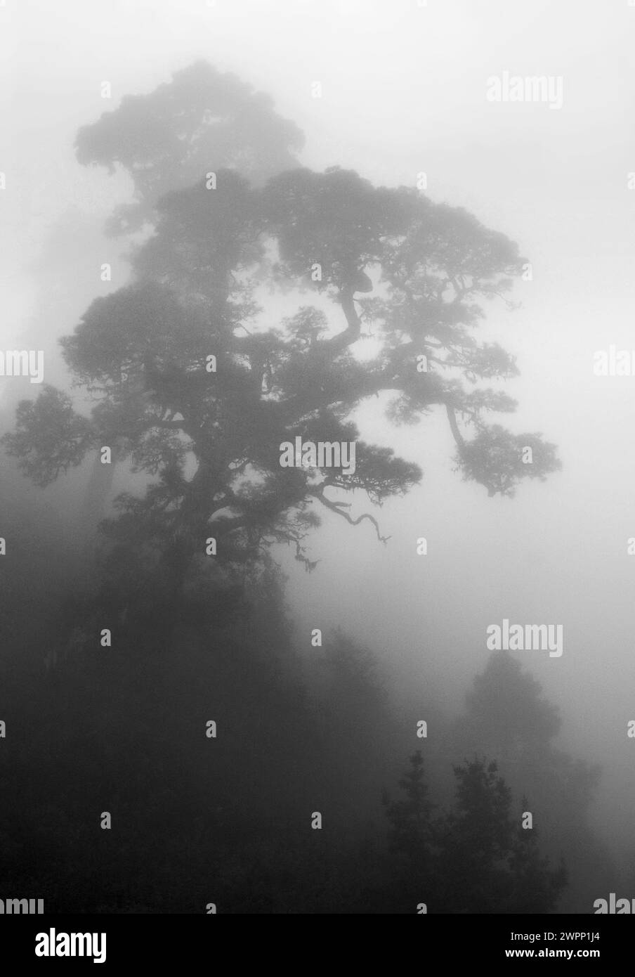 a Canary Island pine (Pinus canariensis) in the fog, clouds created by the trade winds on the mountainside, La Palma, Canary Islands, Spain Stock Photo