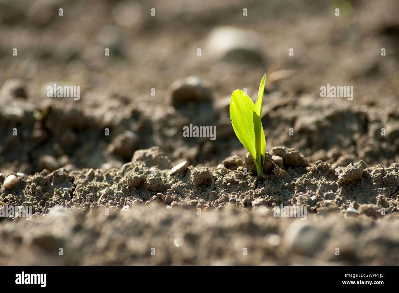 a young maize plant, shoot, sweetcorn Stock Photo