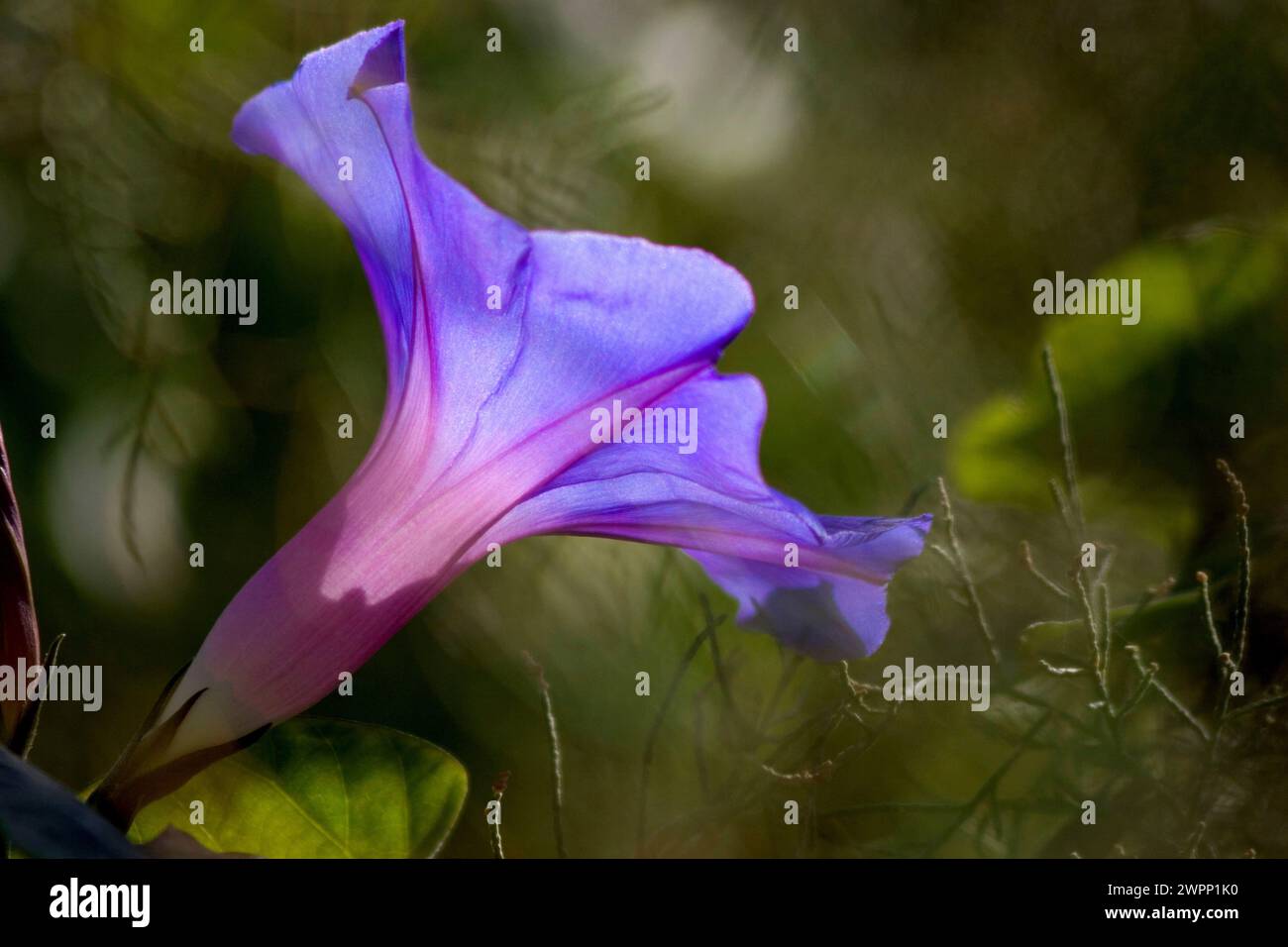 Common morning glory (Ipomoea purpurea Stock Photo - Alamy