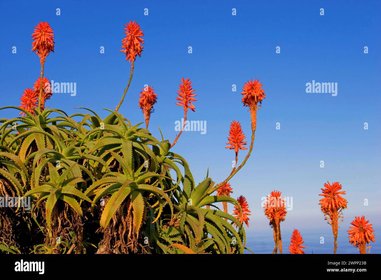 flowering aloe vera (Aloe vera), La Palma, Canary Islands, Spain Stock  Photo - Alamy