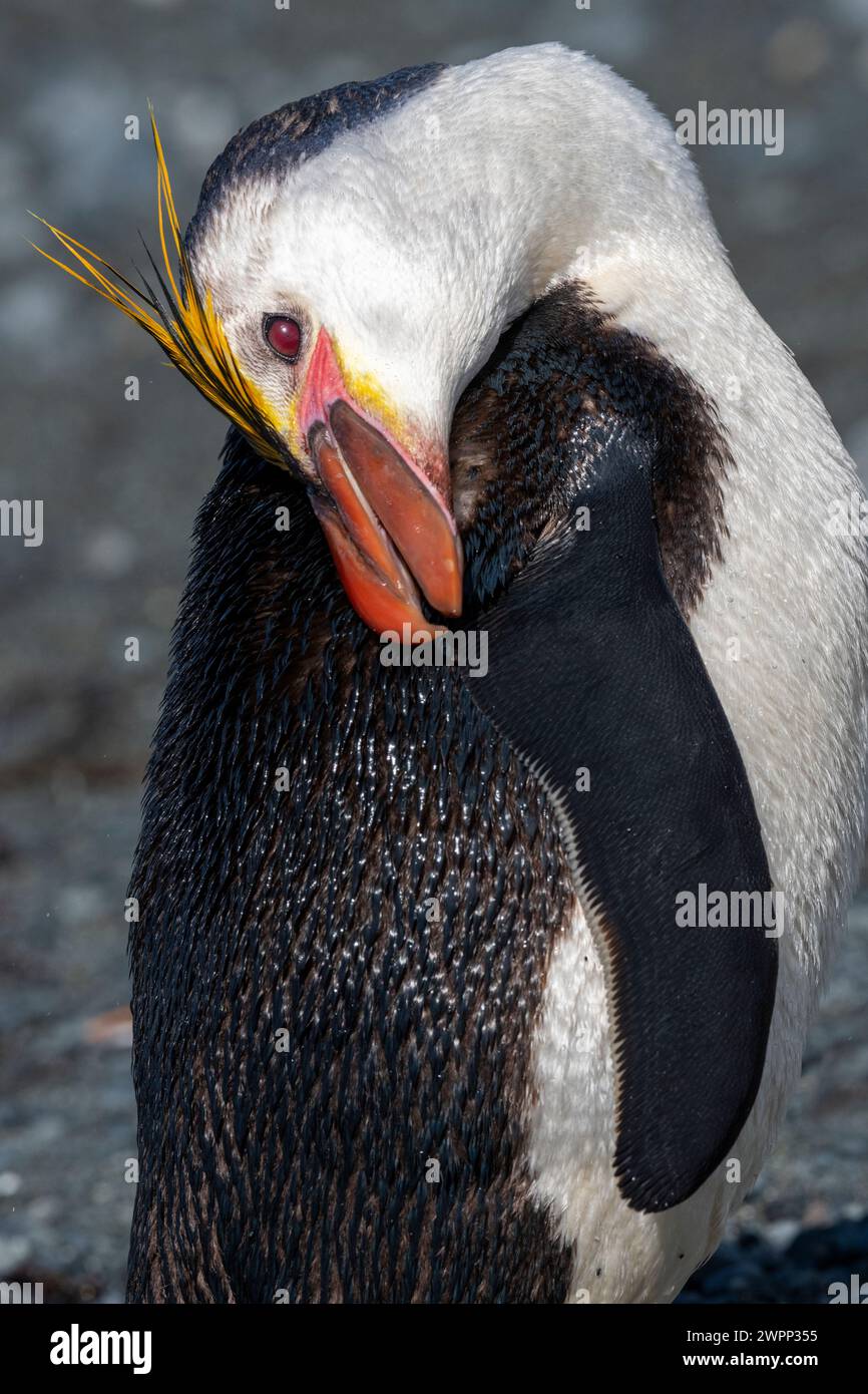Australia, Tasmania, Macquarie Island, Sandy Bay (UNESCO) Royal penguin
