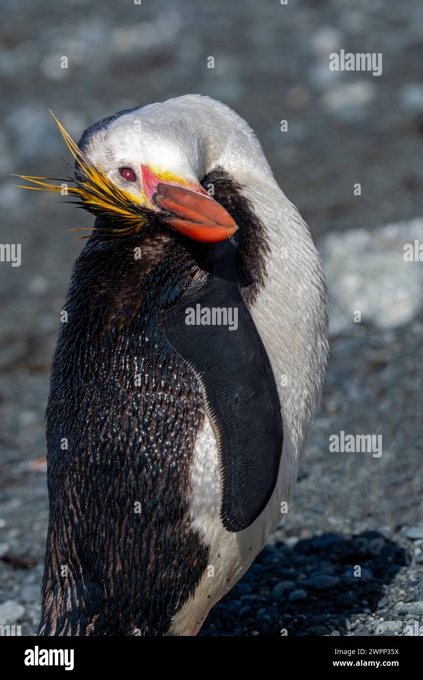 Australia, Tasmania, Macquarie Island, Sandy Bay (UNESCO) Royal penguin