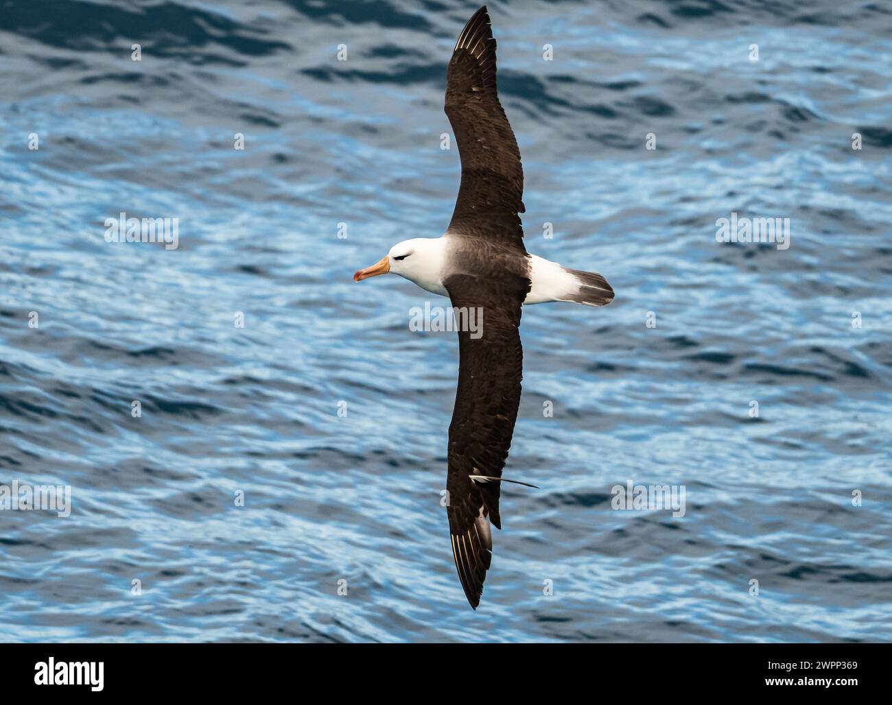 A Black-browed Albatross (Thalassarche melanophris) flying over ocean ...