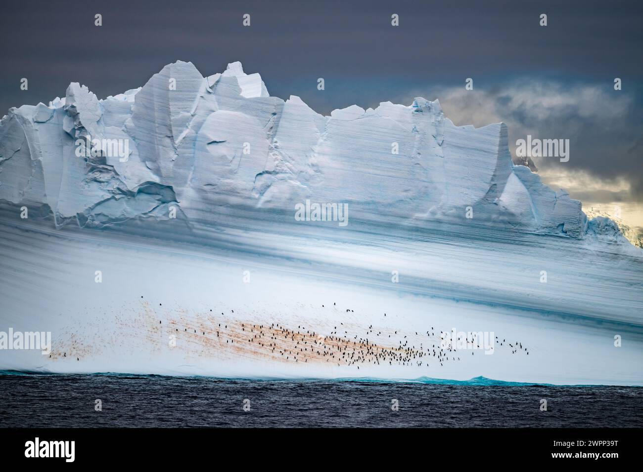 A group of penguins resting on a floating iceberg. Antarctica. Stock Photo