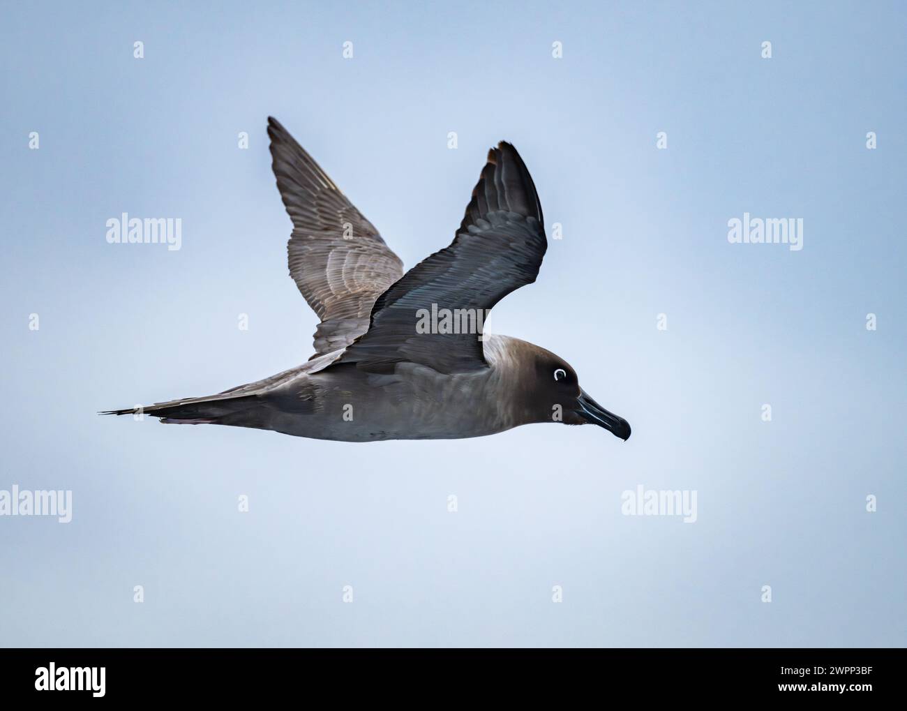 Light mantled albatross hi-res stock photography and images - Alamy