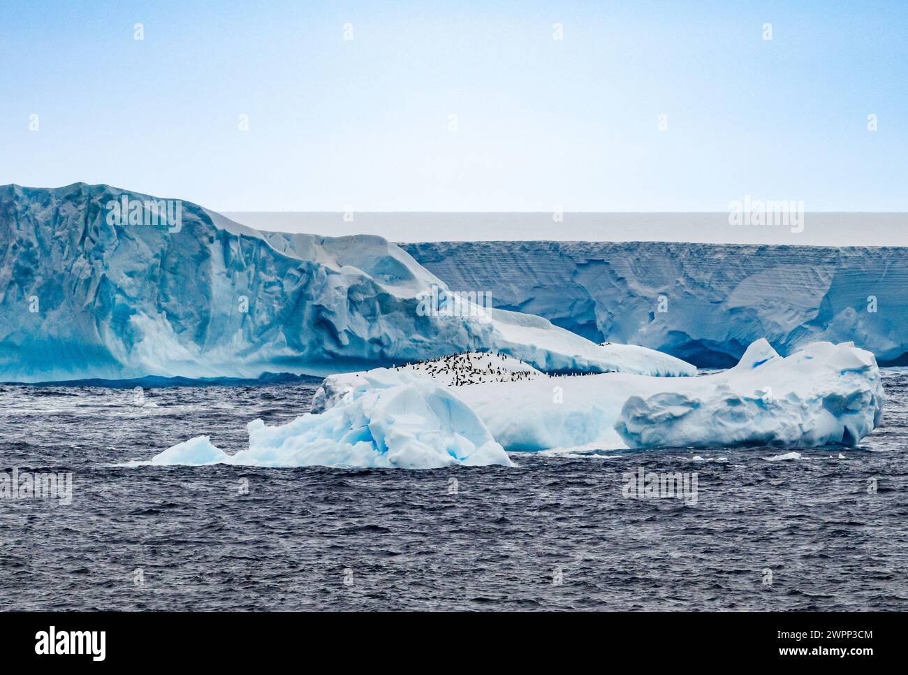 A group of penguins resting on a floating iceberg. Antarctica. Stock Photo