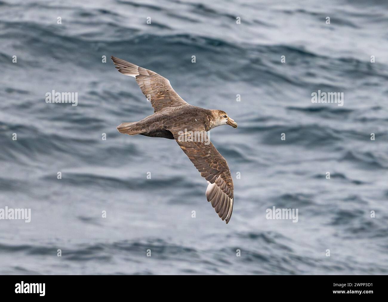 A Southern Giant-Petrel (Macronectes giganteus) flying over ocean. Antarctica. Stock Photo