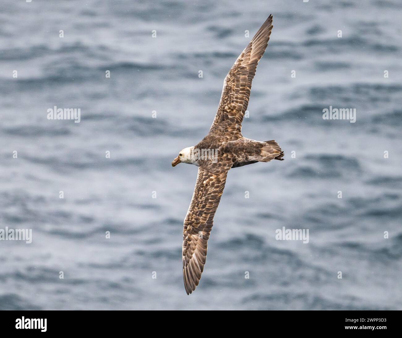 A Southern Giant-Petrel (Macronectes giganteus) flying over ocean. Antarctica. Stock Photo