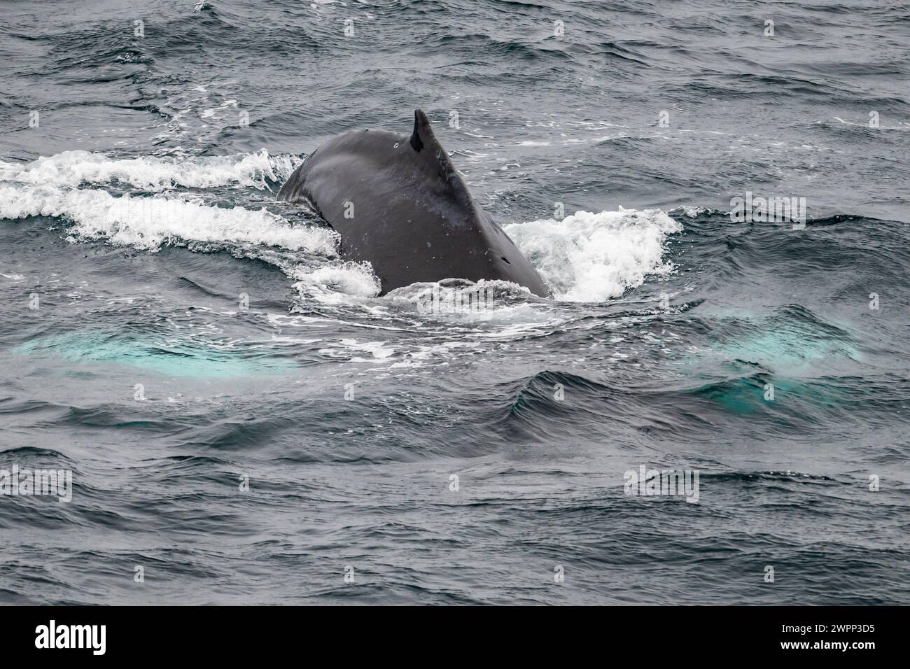 The back of a Humpback Whale (Megaptera novaeangliae). Antarctica. Stock Photo
