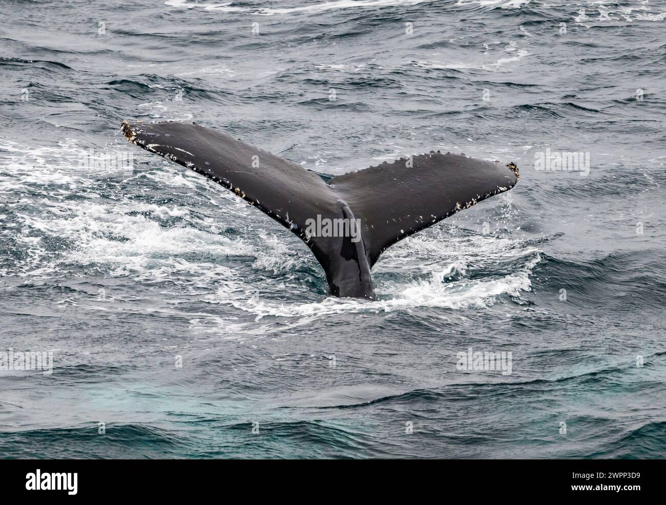 The tail of a Humpback Whale (Megaptera novaeangliae). Antarctica. Stock Photo