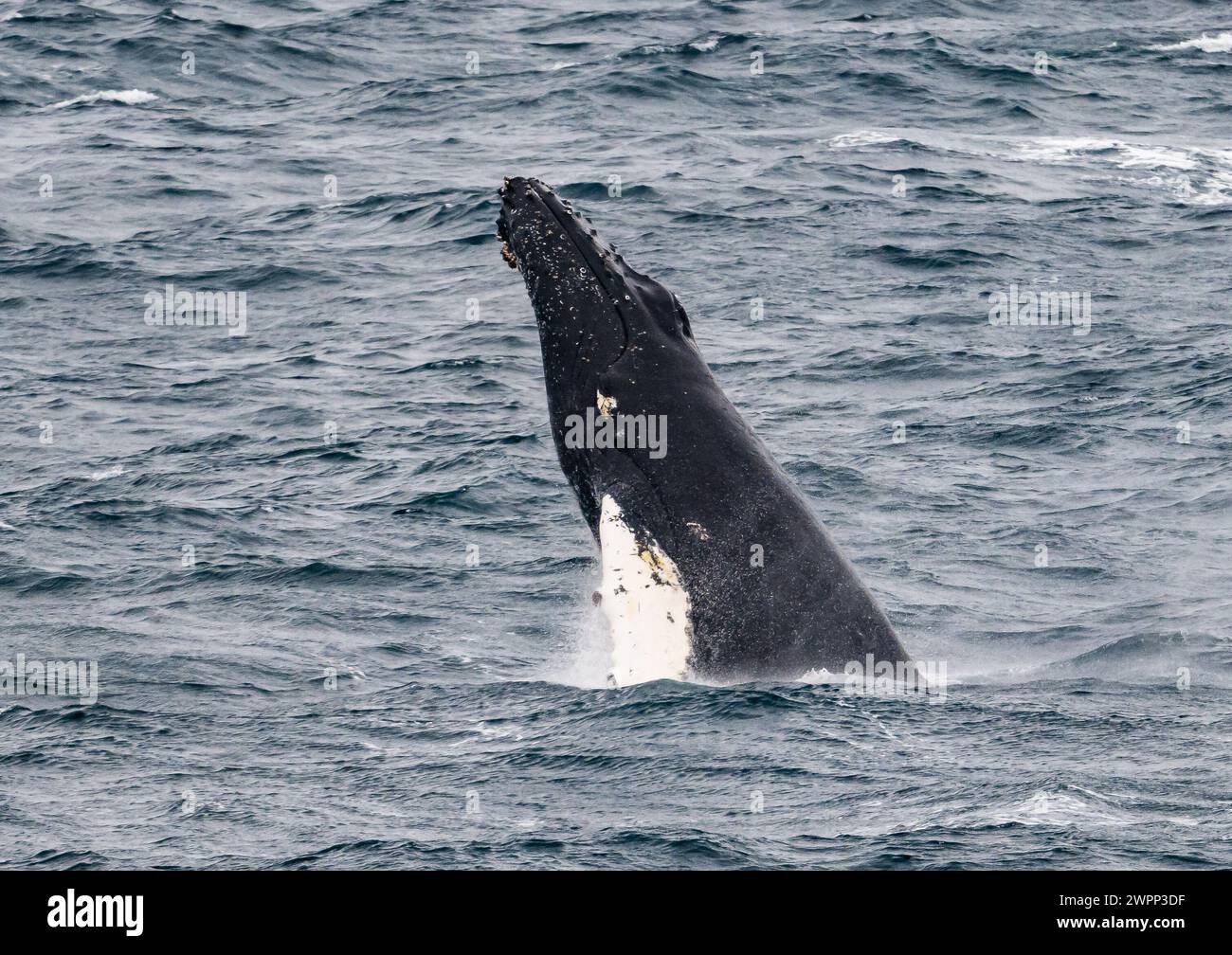 A Humpback Whale (Megaptera novaeangliae) breaching. Antarctica. Stock Photo