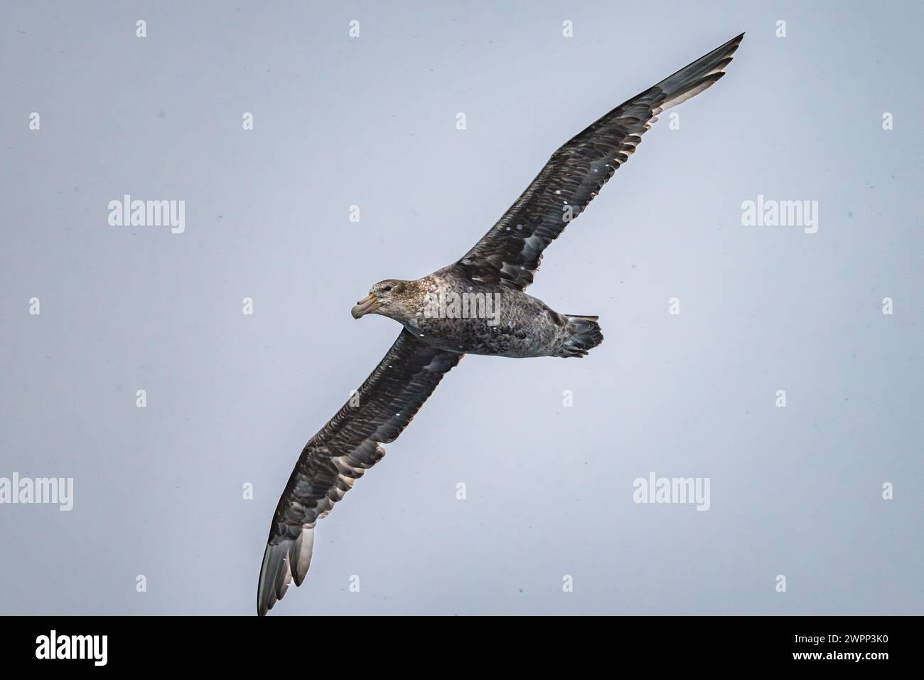 A Southern Giant-Petrel (Macronectes giganteus) flying. Antarctica. Stock Photo