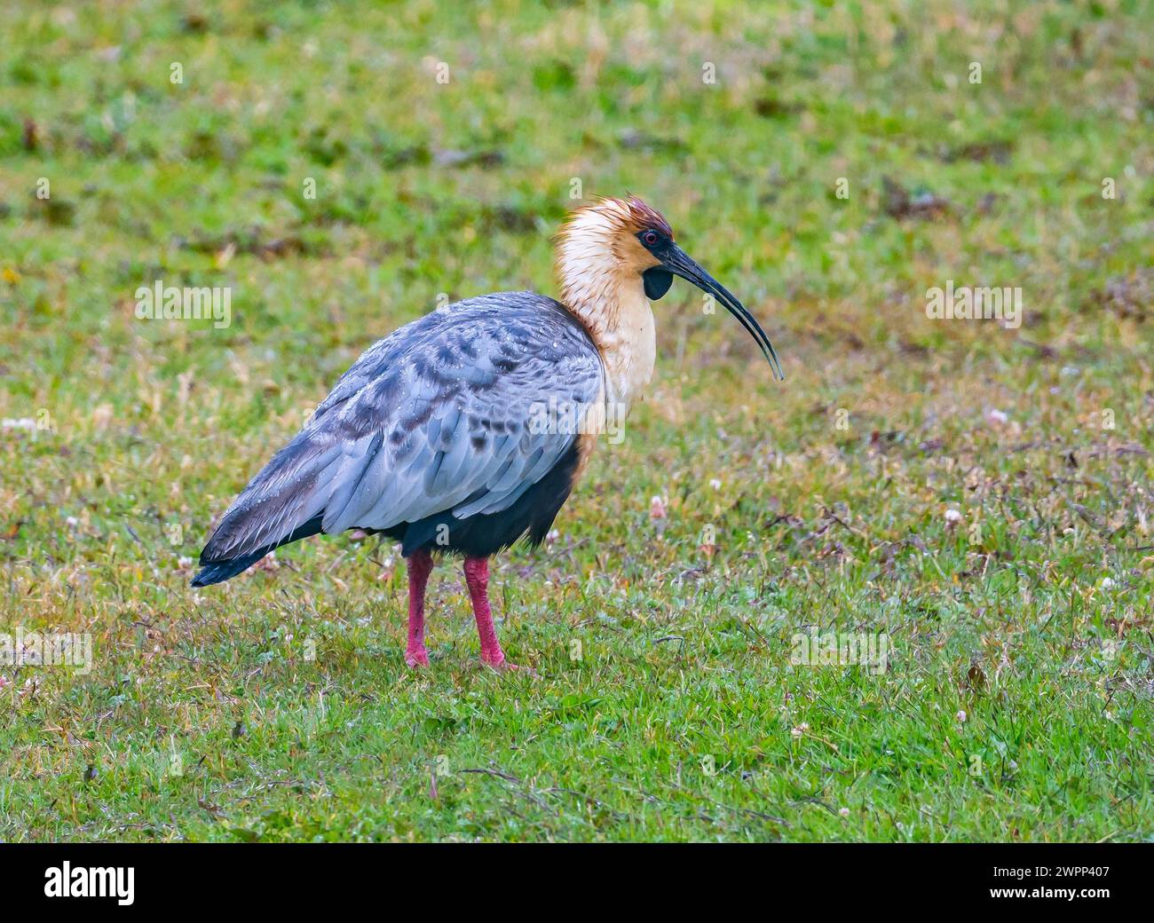 A Black-faced Ibis (Theristicus melanopis) walking on green grass. Ushuaia, Tierra del Fuego National Park, Argentina. Stock Photo