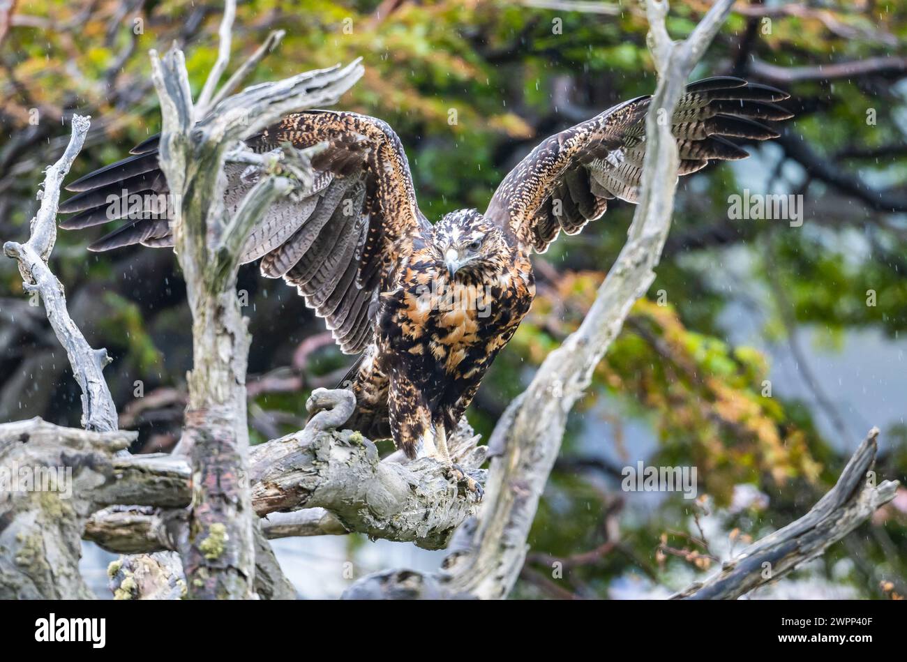 An immature Black-chested Buzzard-Eagle (Geranoaetus melanoleucus ...