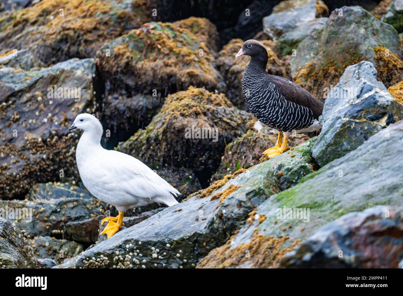 A Pair Upland Geese Chloephaga Picta Standing On Rocks Ushuaia A Pair Upland Geese Chloephaga Picta Standing On Rocks Ushuaia