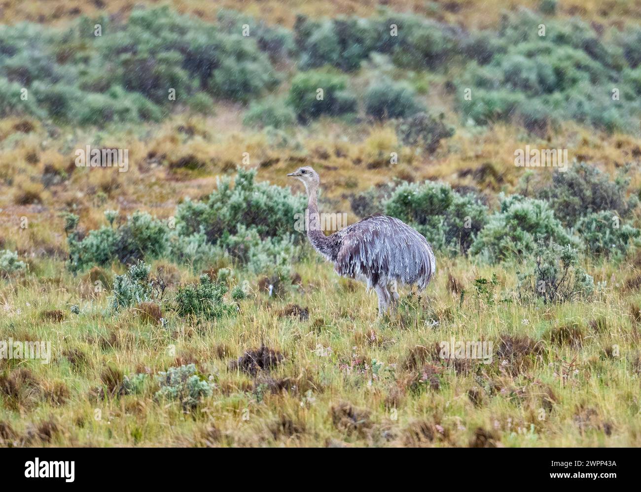 A Lesser Rhea (Rhea pennata) foraging in bushes. Punta Arenas, Chile. Stock Photo