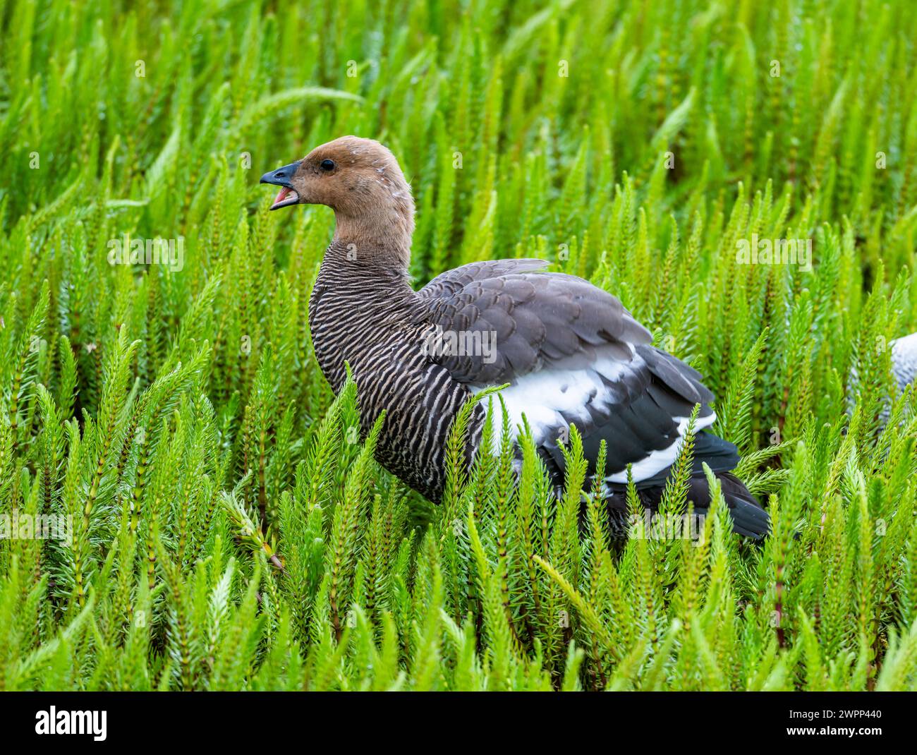 A female Upland Goose (Chloephaga picta) standing in green ferns. Ushuaia, Tierra del Fuego National Park, Argentina. Stock Photo