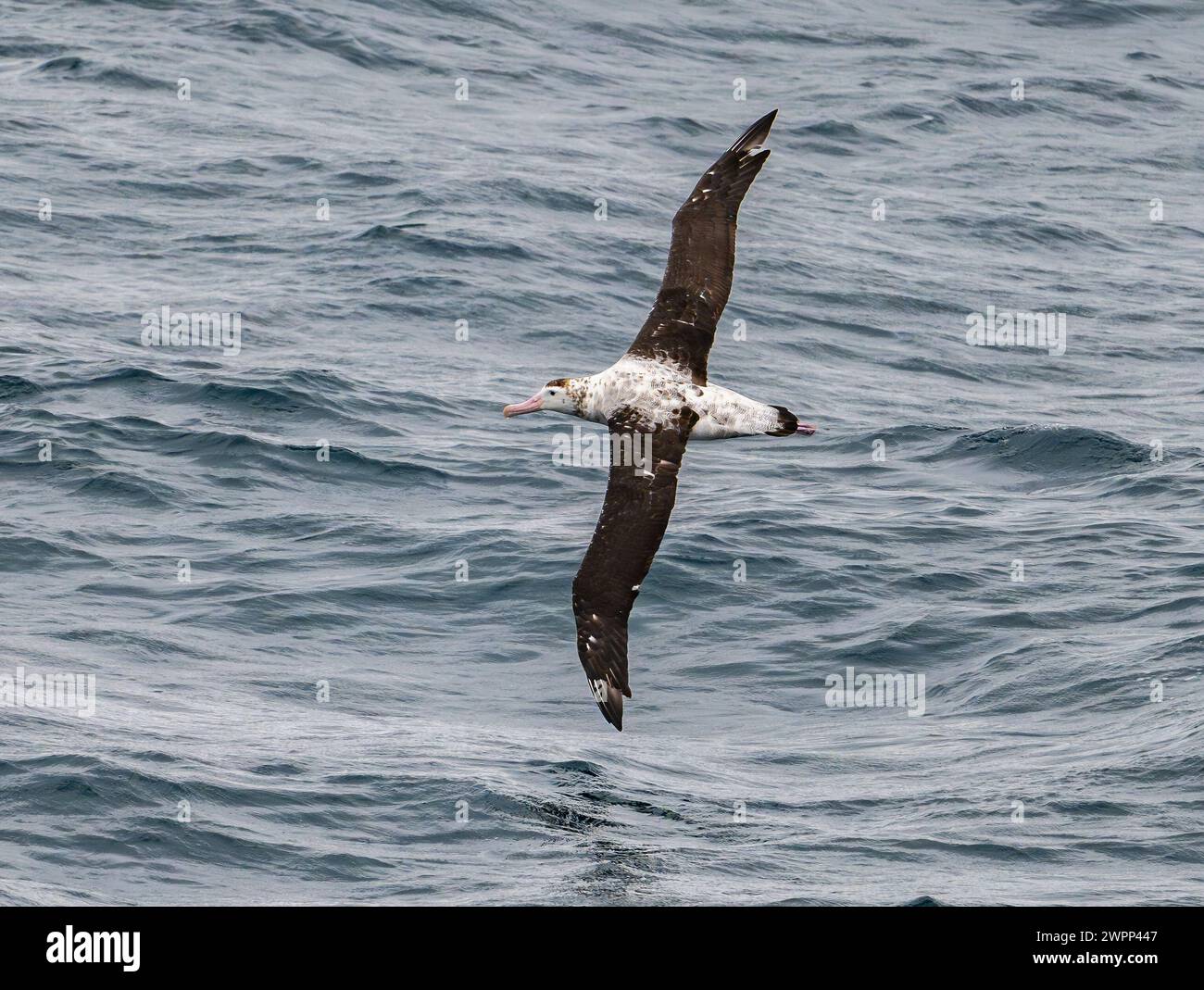 An Antipodean Albatross (Diomedea antipodensis) flying over ocean. Pacific Ocean, off the coast of Chile. Stock Photo