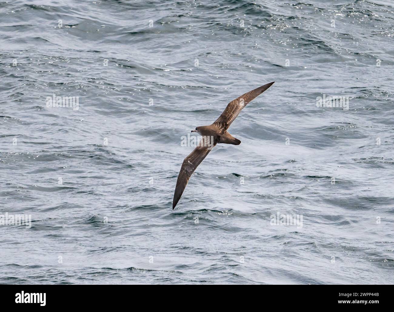 A Pink-footed Shearwater (Ardenna creatopus) flying over ocean. Pacific Ocean, off the coast of Chile. Stock Photo