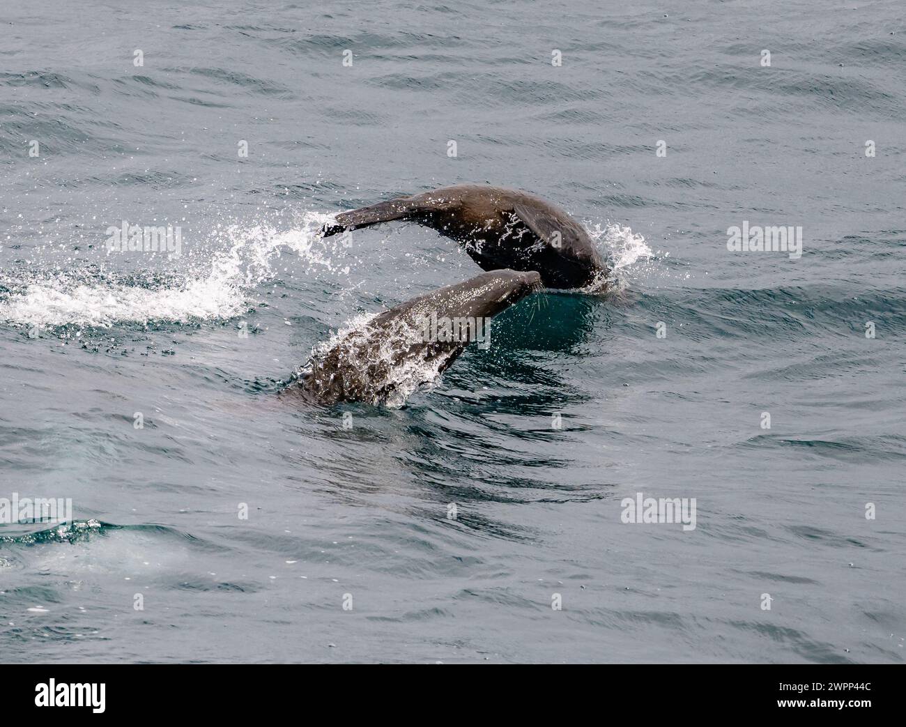 Two South American Fur Seals (Arctocephalus australis) jumping above water. Pacific Ocean, off the coast of Chile. Stock Photo
