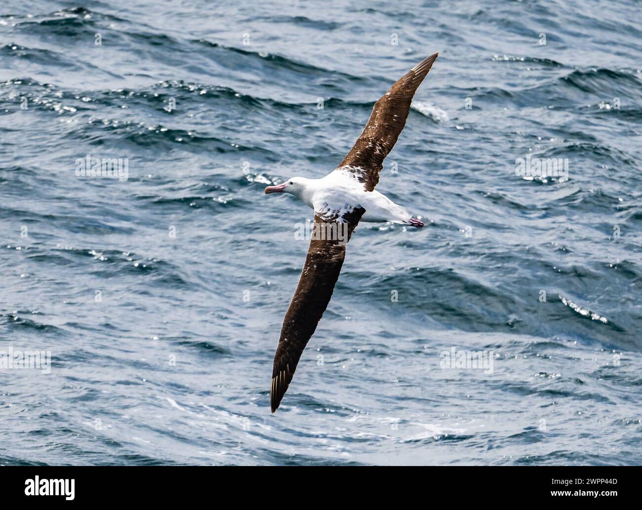 A Southern Royal Albatross (Diomedea epomophora) flying over ocean. Pacific Ocean, off the coast of Chile. Stock Photo