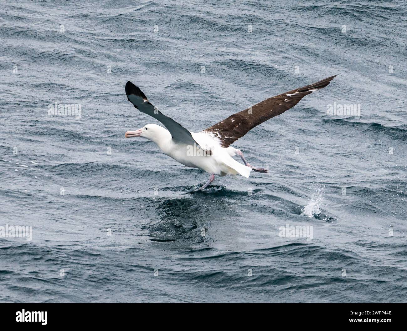 A Northern Royal Albatross (Diomedea sanfordi) taking off water. Pacific Ocean, off the coast of Chile. Stock Photo