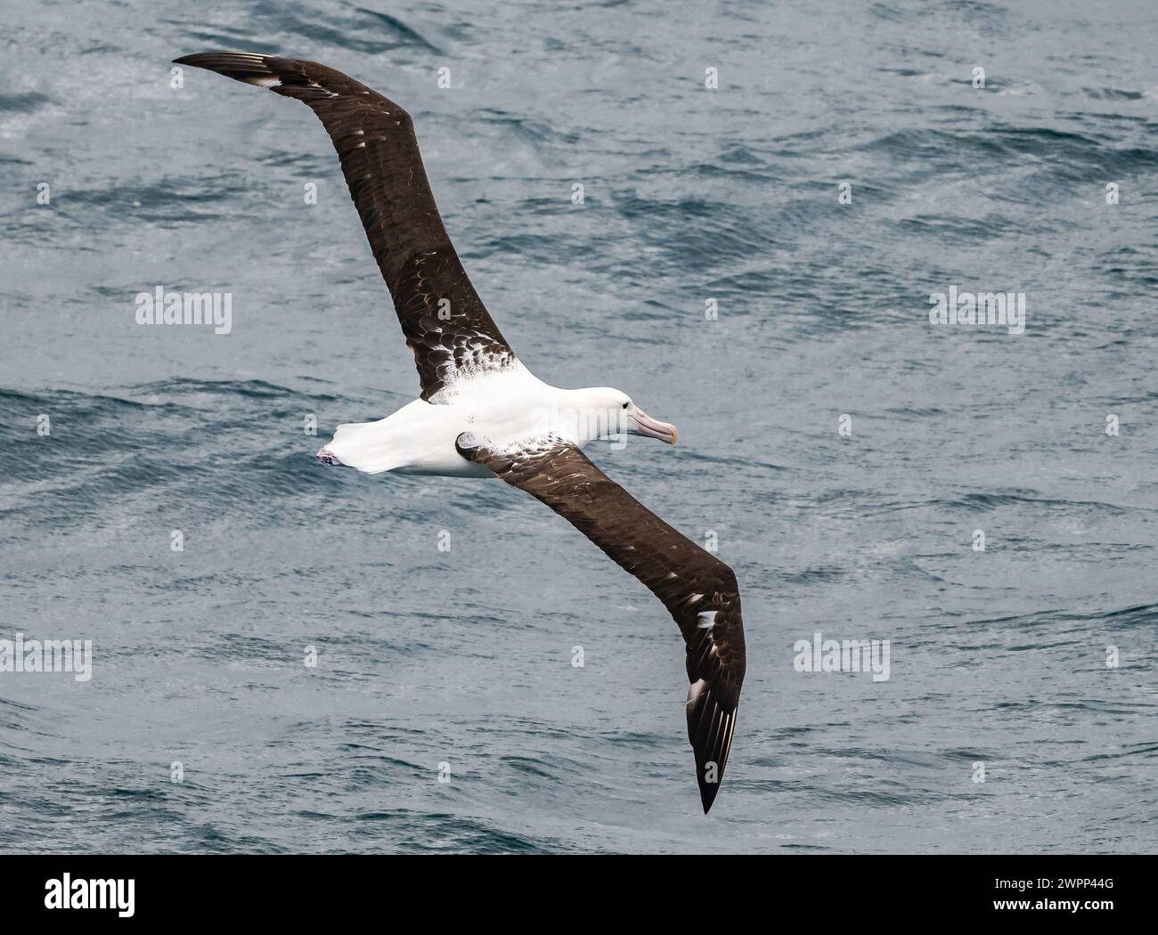 A Northern Royal Albatross (Diomedea sanfordi) flying over ocean. Pacific Ocean, off the coast of Chile. Stock Photo