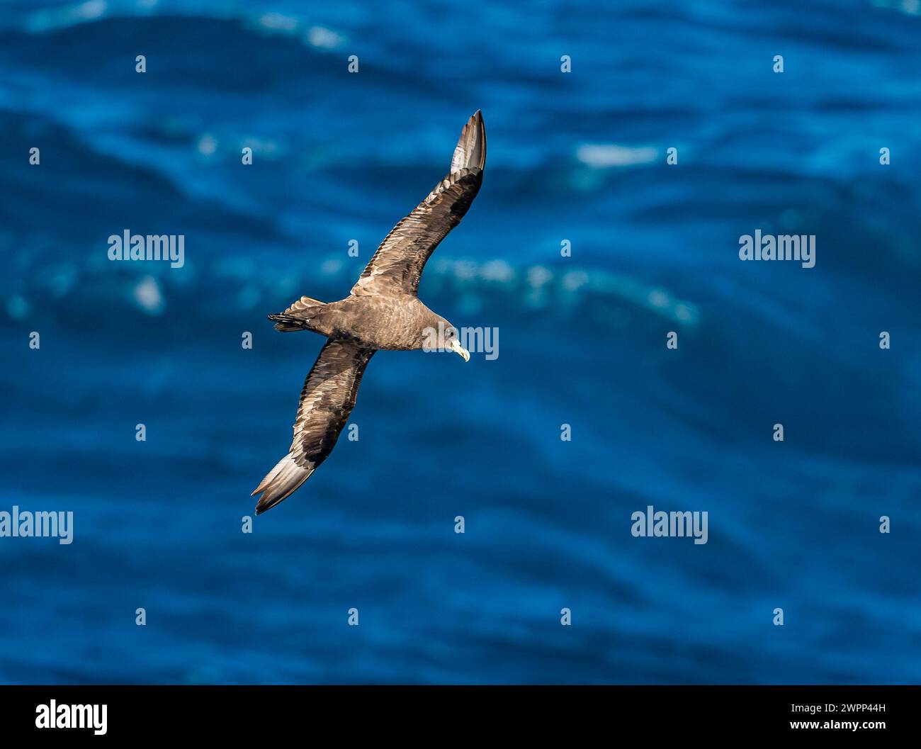 A White-chinned Petrel (Procellaria aequinoctialis) flying over ocean. Pacific Ocean, off the coast of Chile. Stock Photo