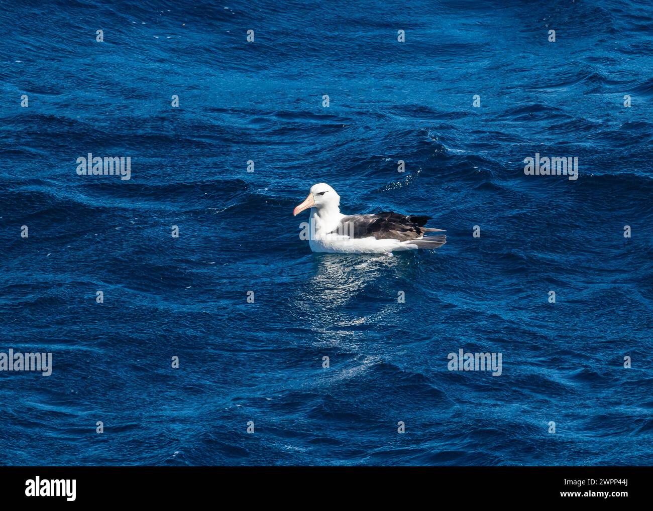 A Black-browed Albatross (Thalassarche melanophris) floating on ocean surface. Pacific Ocean, off the coast of Chile. Stock Photo