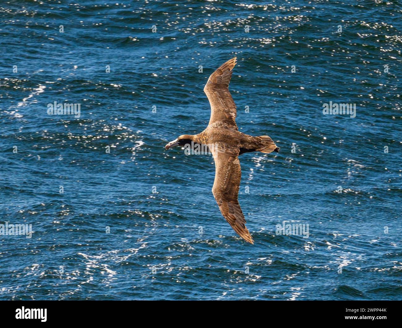 A Northern Giant-Petrel (Macronectes halli) flying over ocean. Pacific Ocean, off the coast of Chile. Stock Photo