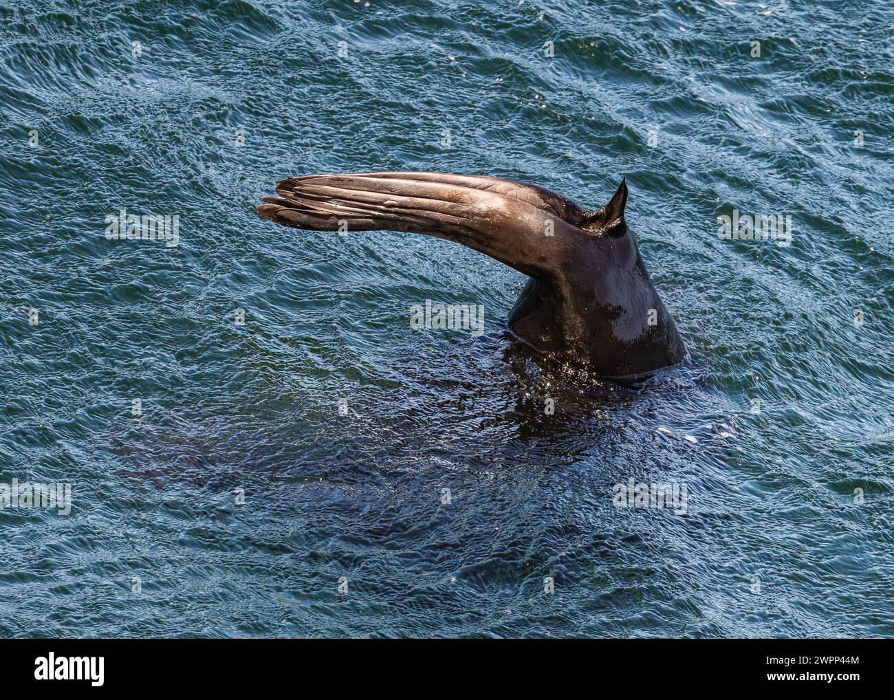 Details of hind legs of a South American Fur Seal (Arctocephalus australis). Pacific Ocean, off the coast of Chile. Stock Photo