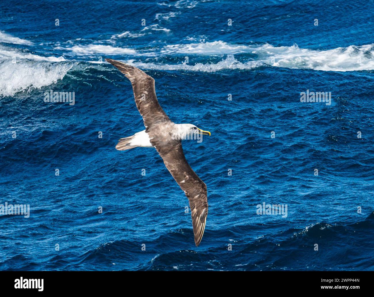 A Buller's Albatross (Thalassarche bulleri) flying over ocean. Pacific Ocean, off the coast of Chile. Stock Photo
