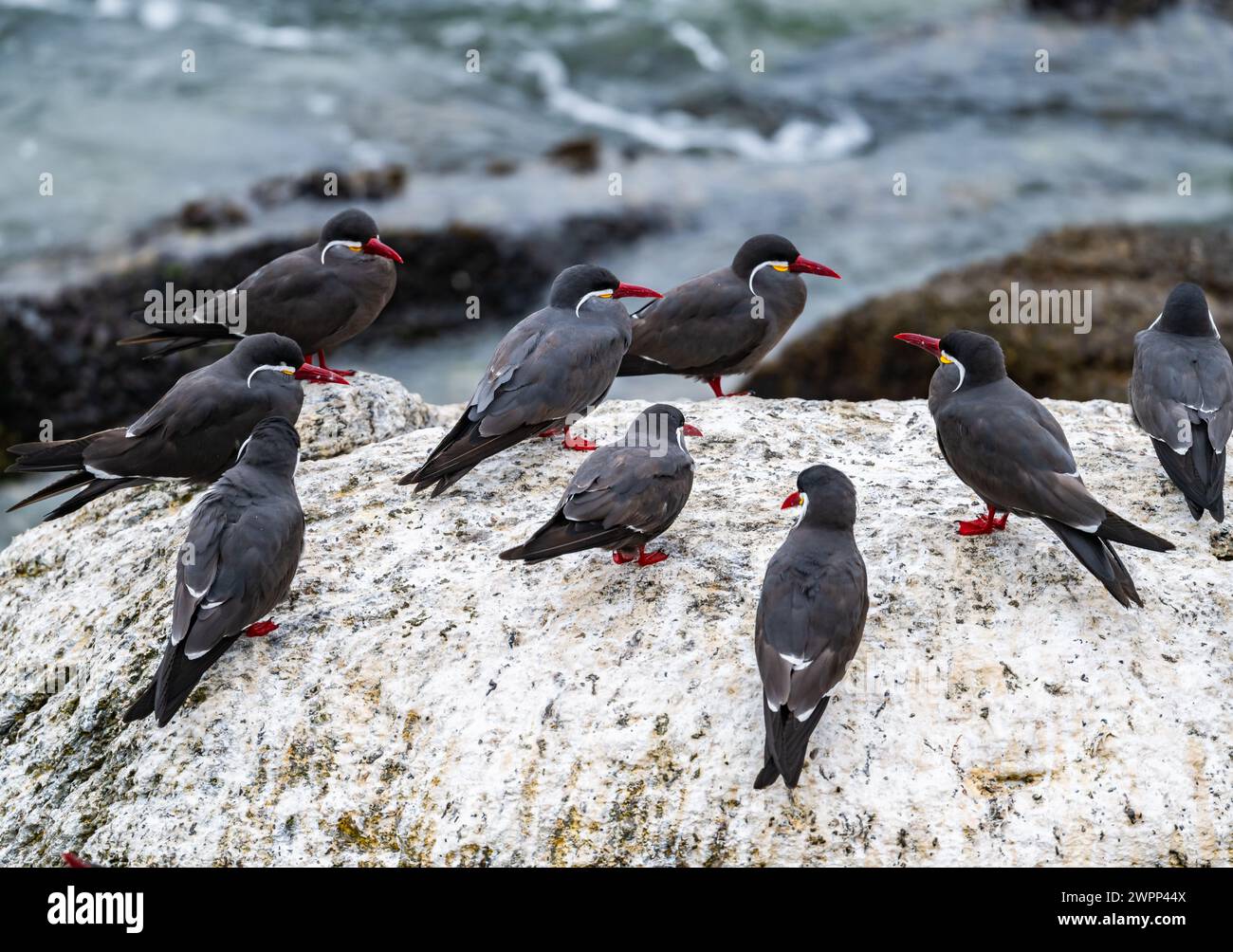 A group Inca Terns (Larosterna inca) standing on rock outcrop. Chile. Stock Photo