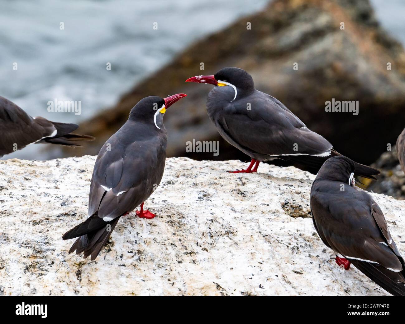 A group Inca Terns (Larosterna inca) standing on rock outcrop. Chile. Stock Photo