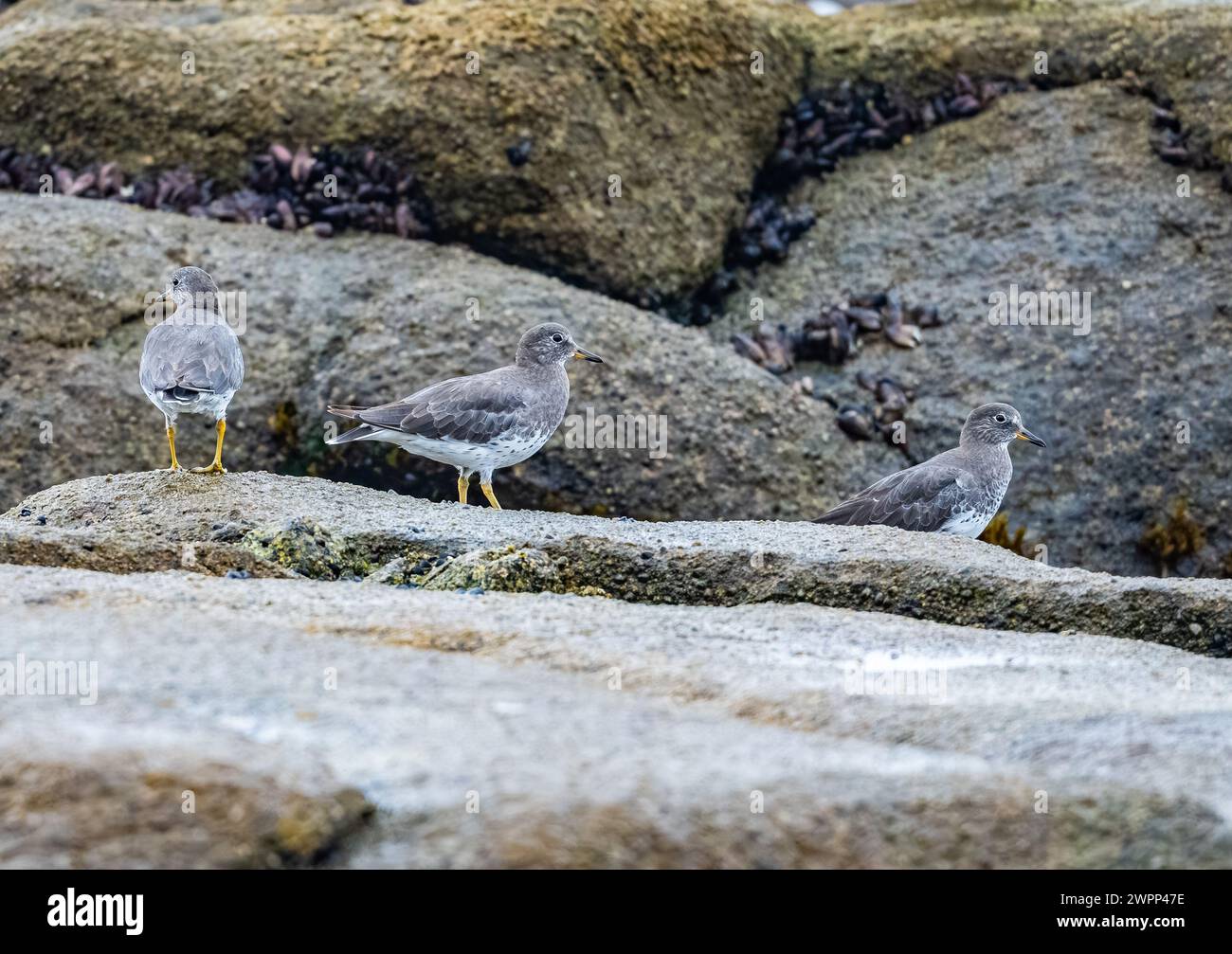 A group of Surfbird (Calidris virgata) foraging on rock outcrop. Chile. Stock Photo