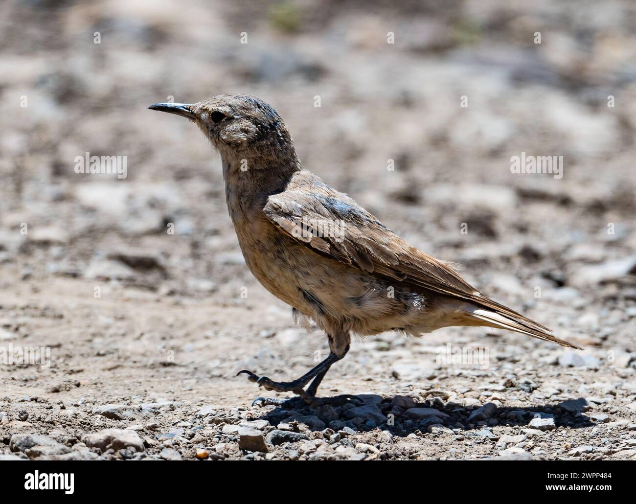 A Creamy-rumped Miner (Geositta isabellina) foraging on ground. Chile. Stock Photo