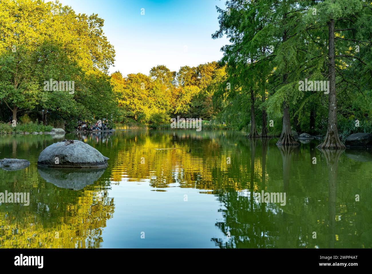 Swamp cypresses in the lake of Westpark in Munich, Bavaria, Germany, Europe Stock Photo