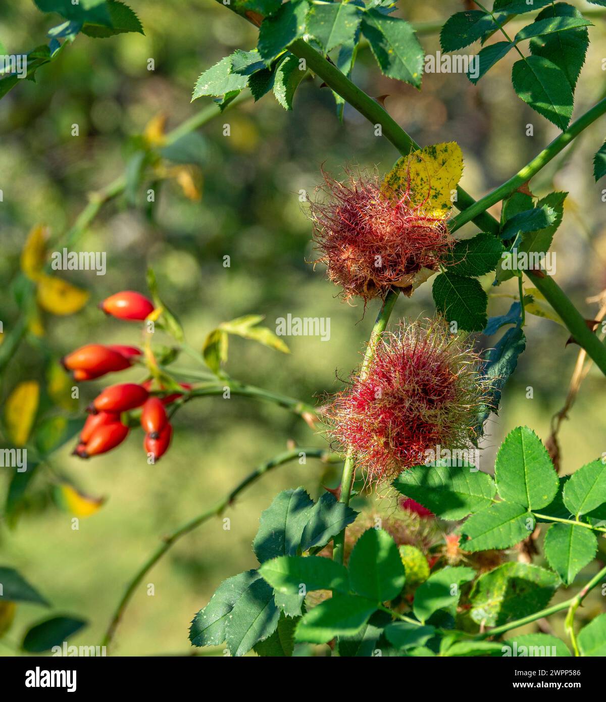 Rose gall, sleeping apple of the common rose gall wasp (Diplolepis rosae). The rose gall has a diameter of up to five centimeters and contains several chambers in which the larvae of the rose gall wasp develop. Stock Photo