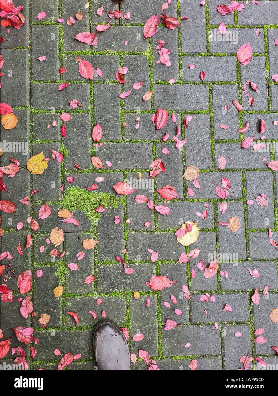 Various colorful autumn leaves from the cherry tree and the Japanese plum tree as well as hazelnut leaves have fallen on the paving stones with moss after a rain shower, rubber boots in the foreground at the edge of the picture Stock Photo