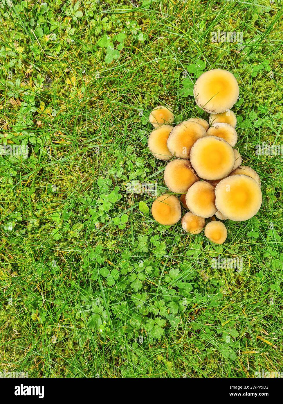 Mushrooms in the green lawn of the garden Stock Photo - Alamy