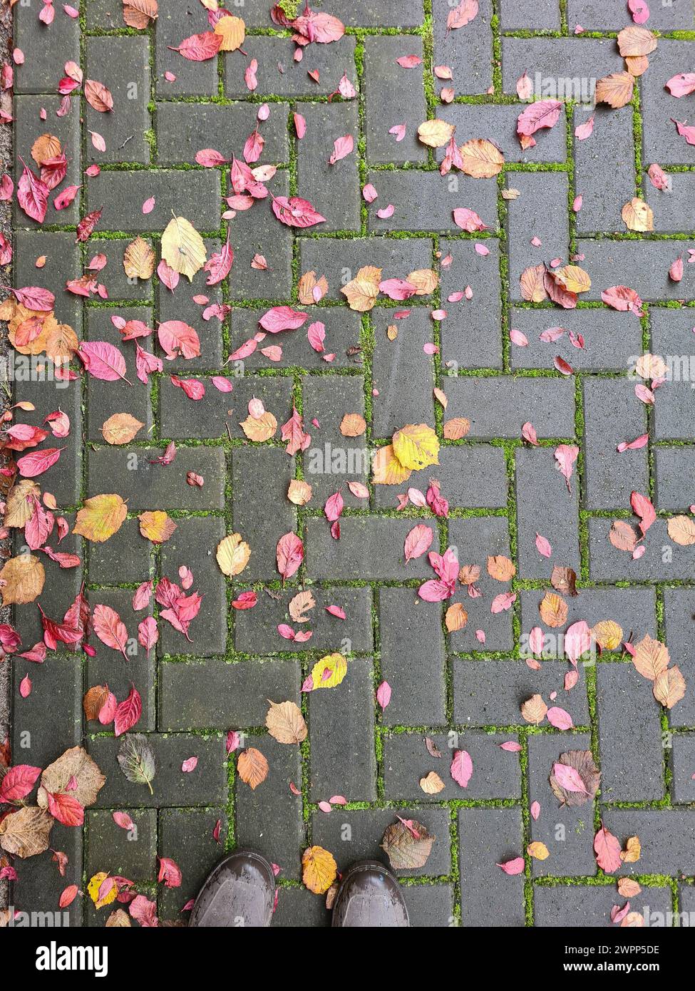 Various colorful autumn leaves from the cherry tree and the Japanese plum tree as well as hazelnut leaves have fallen on the paving stones with moss after a rain shower, rubber boots in the foreground at the edge of the picture Stock Photo