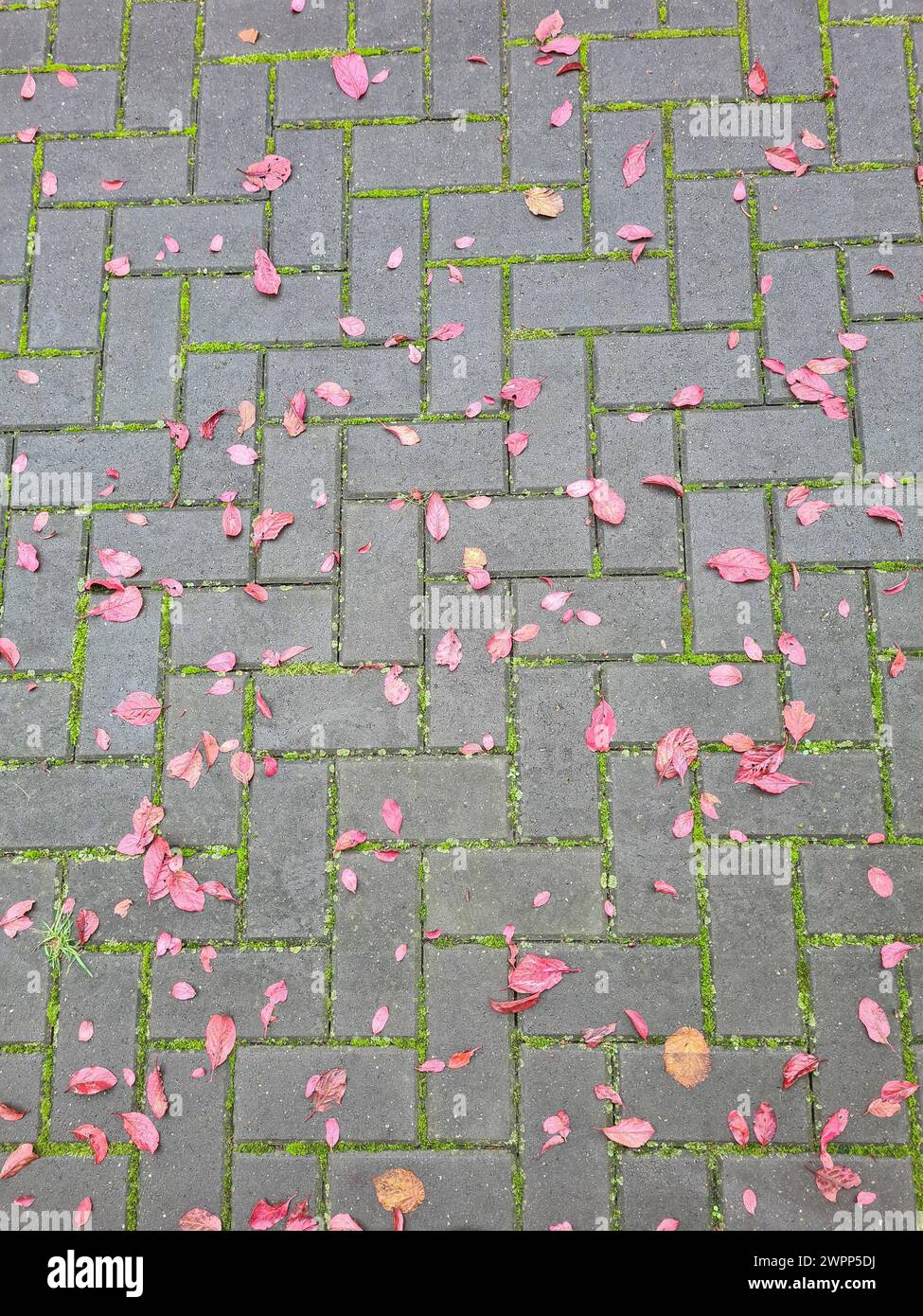 Various red autumn leaves from the Japanese plum tree have fallen onto the paving stones after a rain shower, joints overgrown with moss, Germany Stock Photo
