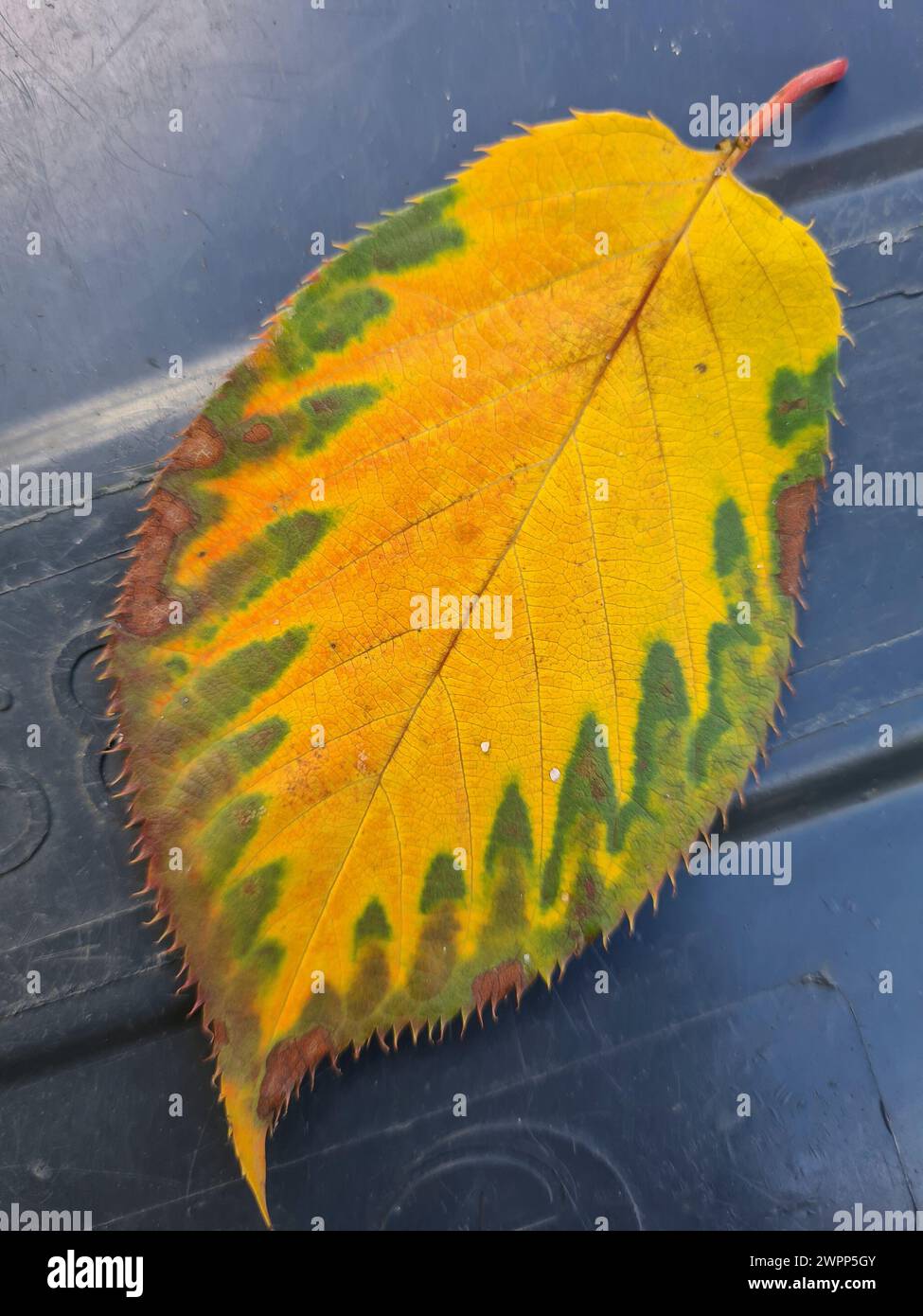 An autumn leaf fallen from a cherry tree with stem and spikes lies on a wooden background Stock Photo