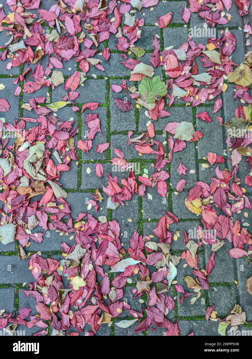 Various colorful autumn leaves from the Japanese plum tree and others lie on the mossy paving stones after a rain shower Stock Photo