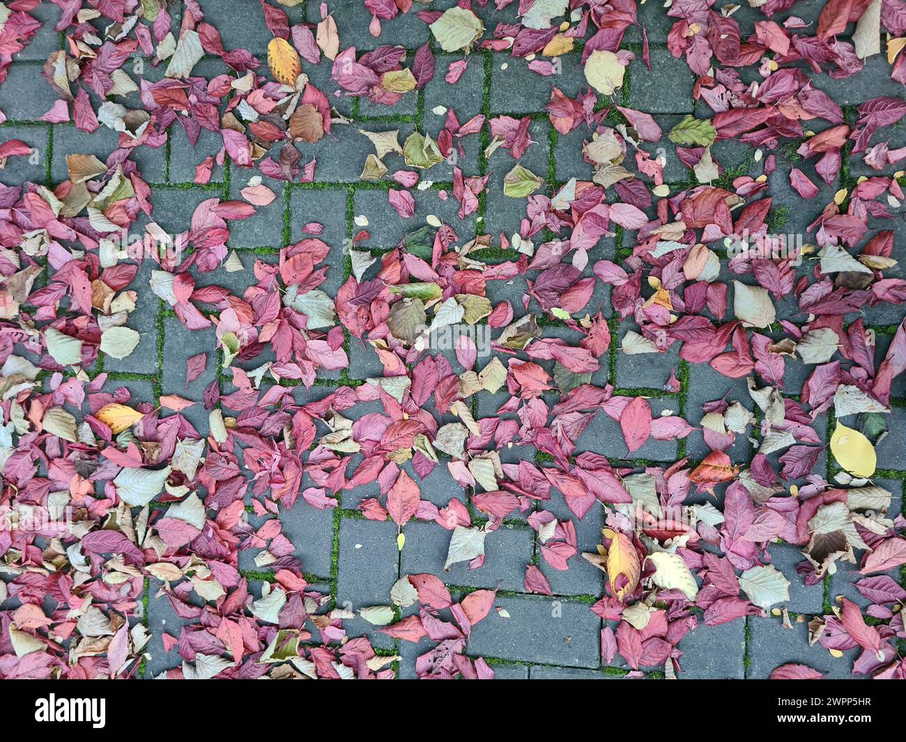 Various colorful autumn leaves from the Japanese plum tree and others lie on the mossy paving stones after a rain shower Stock Photo