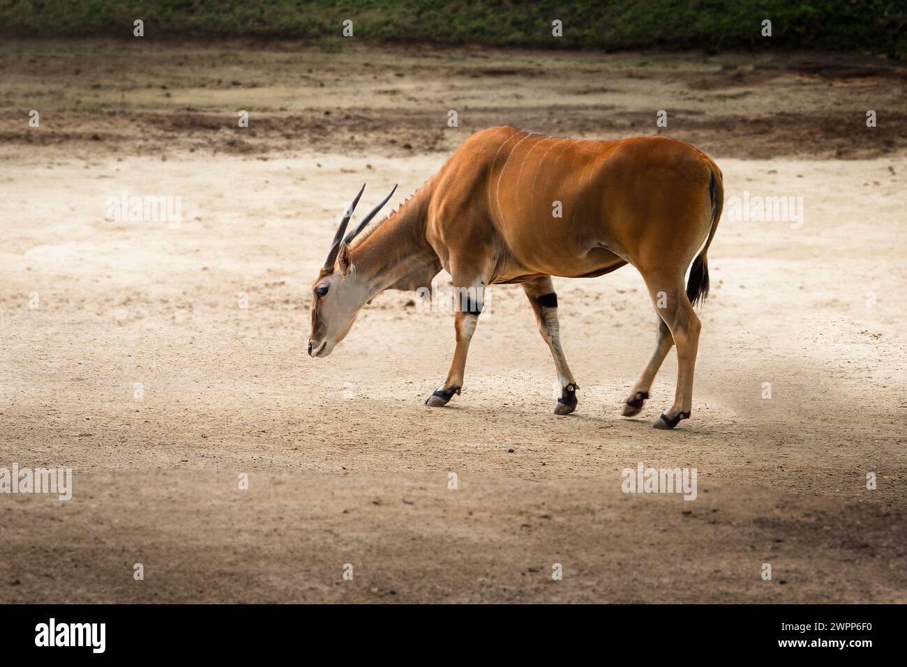 Common Eland antelope (Taurotragus oryx) Stock Photo